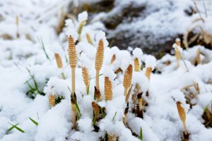 つくし雪